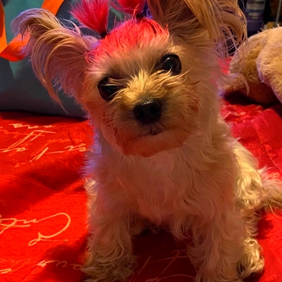 Meet your Posher, Sheldon - Picture 6 of 16